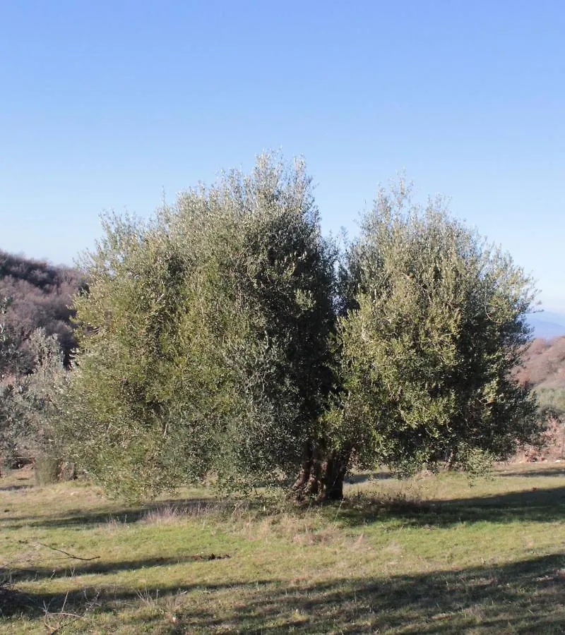 Case Bosco Roccalbegna